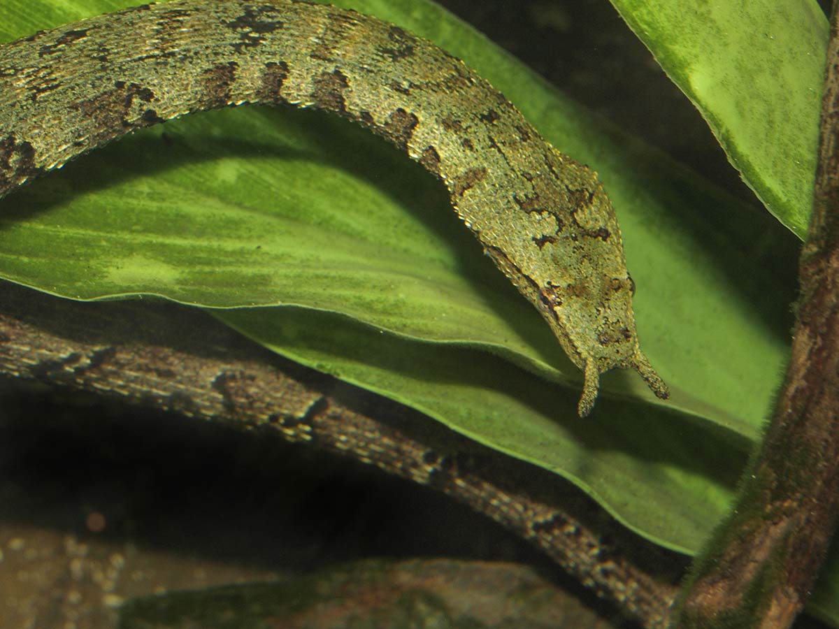 F&oslash;lehornslange - Erpeton tentaculatum 
