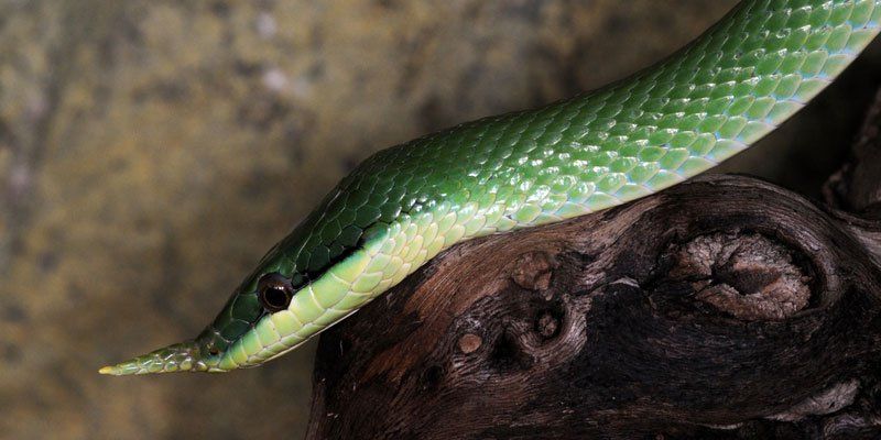 Nesehornrottesnok - Gonyosoma boulengeri