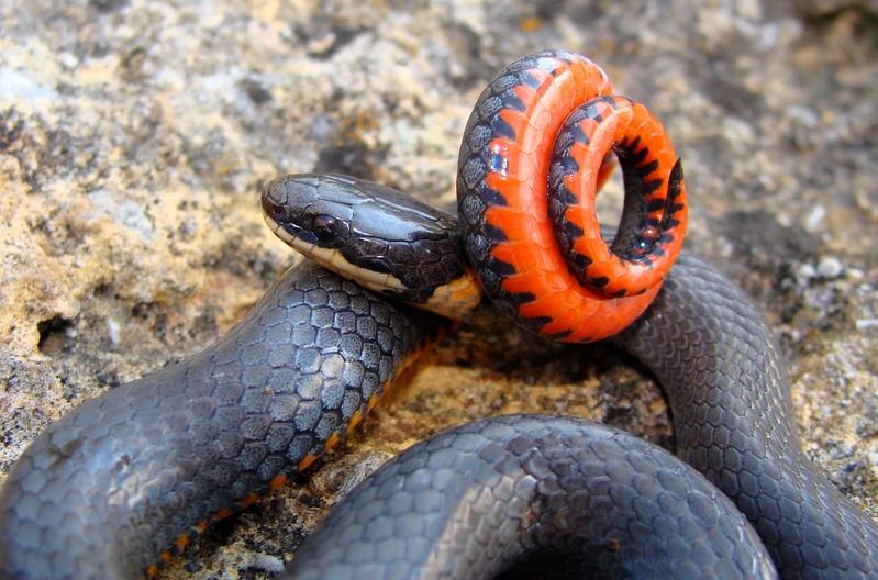Pr&aelig;rieringnakkeslange - Diadophis punctatus arnyi