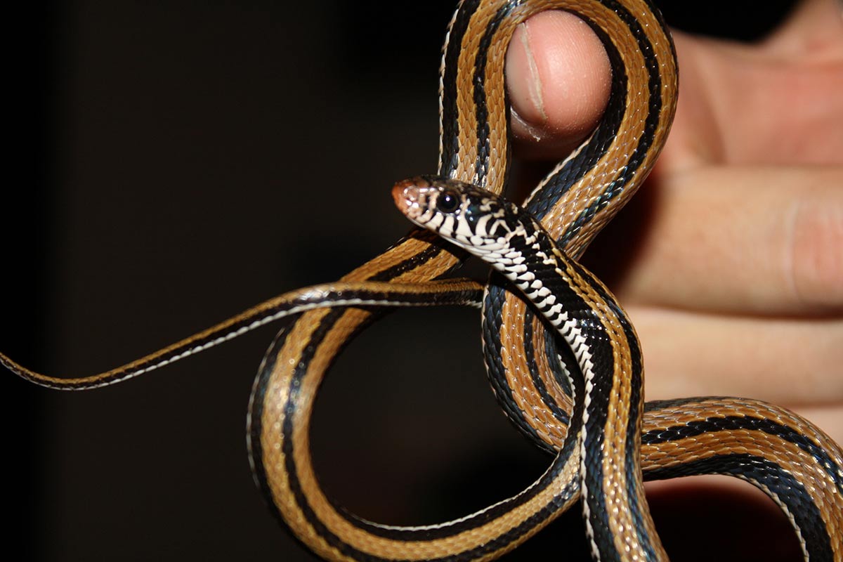 Stripete kj&oslash;lrygg - Xenochrophis vittatus