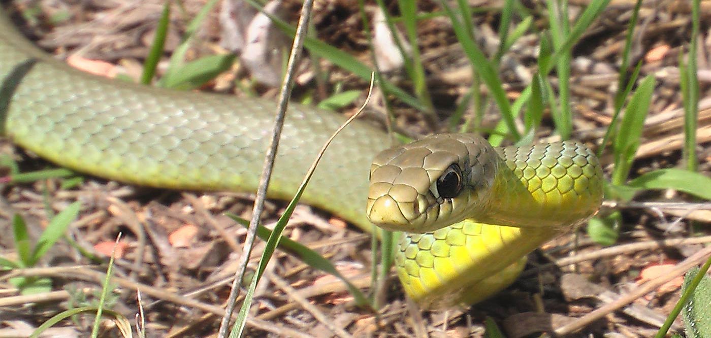 &Oslash;stlig gulmaget racer - Coluber constrictor flaviventris 