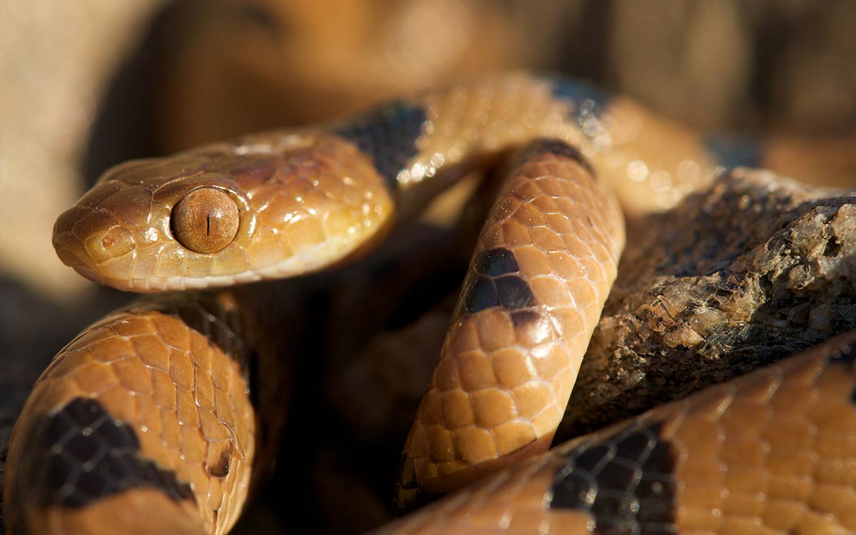 &Oslash;stlig tigerslange (Afrikansk) - Telescopus semiannulatus semiannulatus 