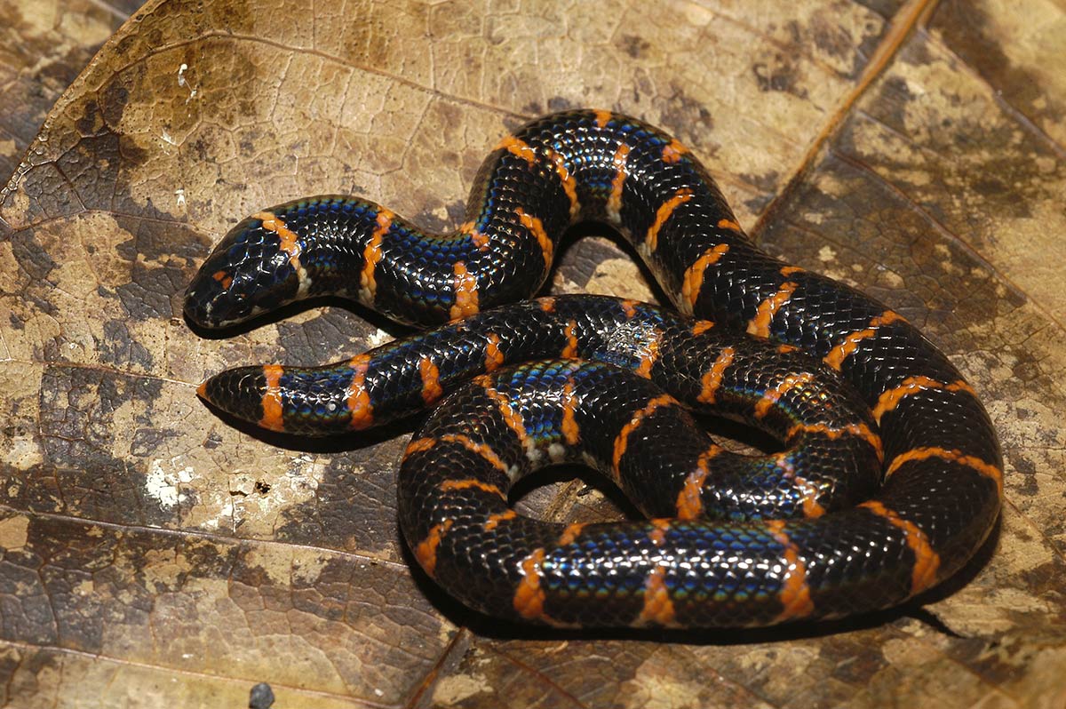 Eksemplar fra familien Cylindrophiidae