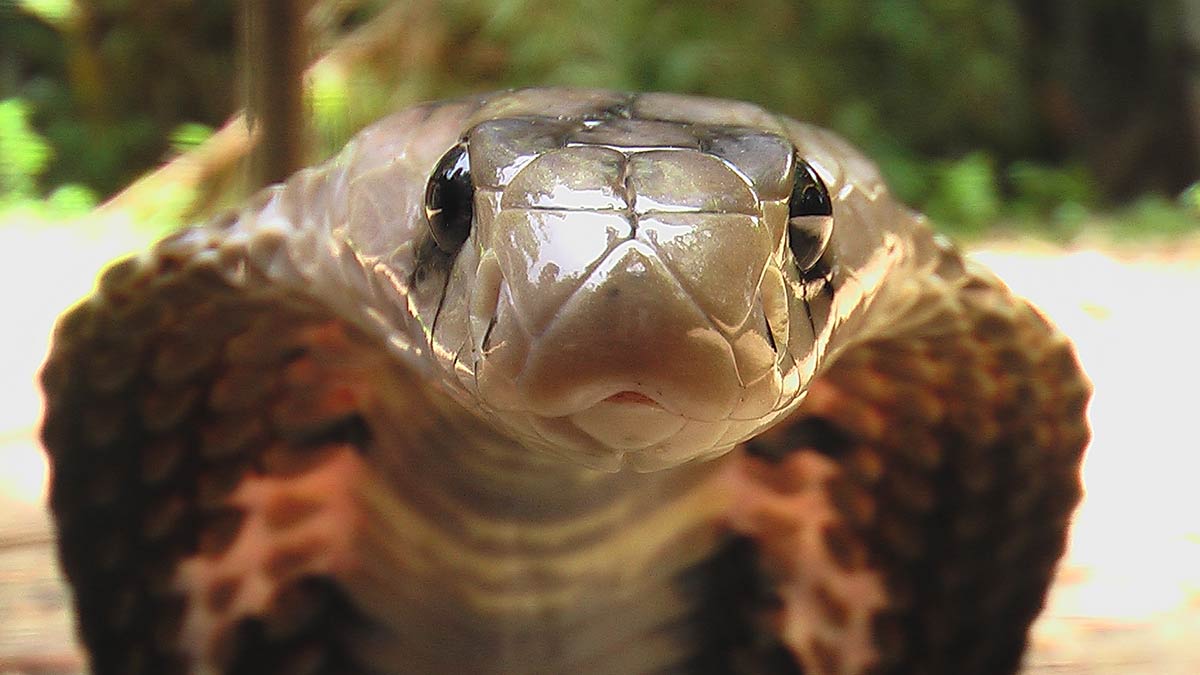 Eksemplar fra familien Elapidae