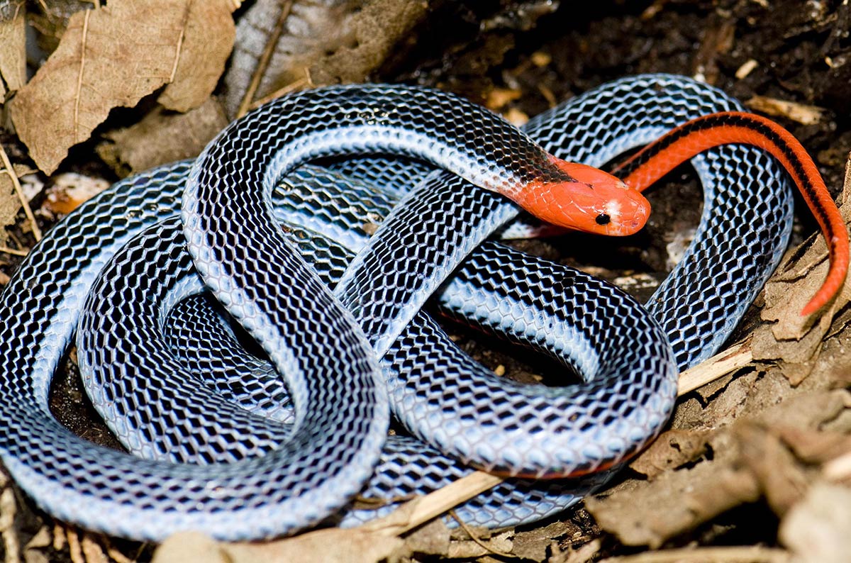 Bl&aring; malaysisk korallslange - Calliophis bivirgatus