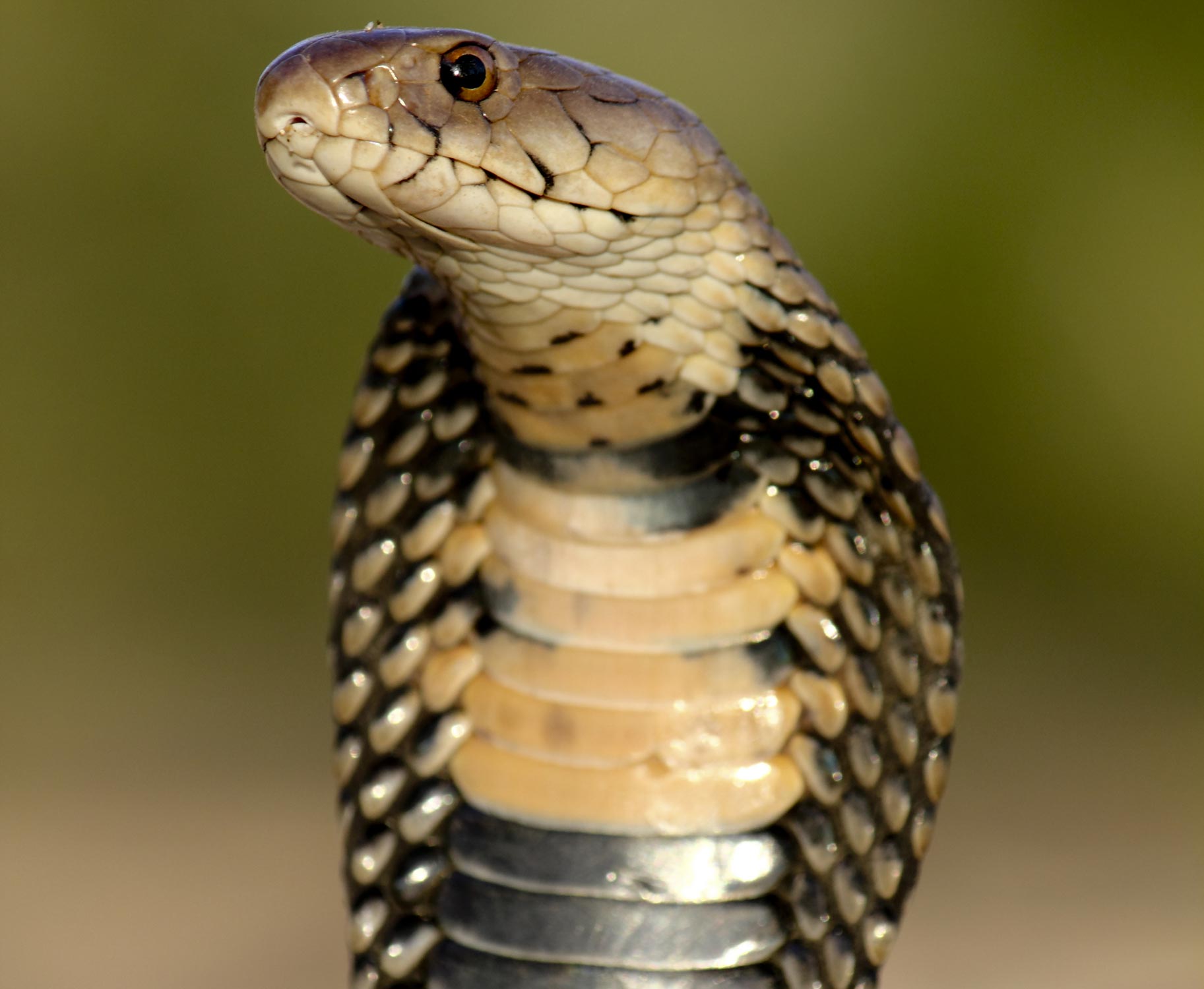 Mosambisk spyttekobra - Naja mossambica