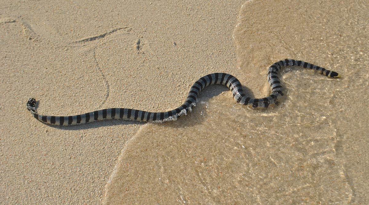 Eksemplar fra familien Hydrophiidae