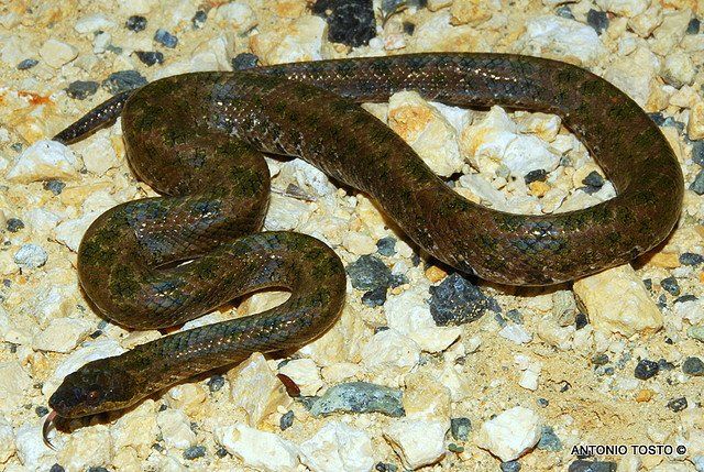 Eksemplar fra familien Tropidophiidae
