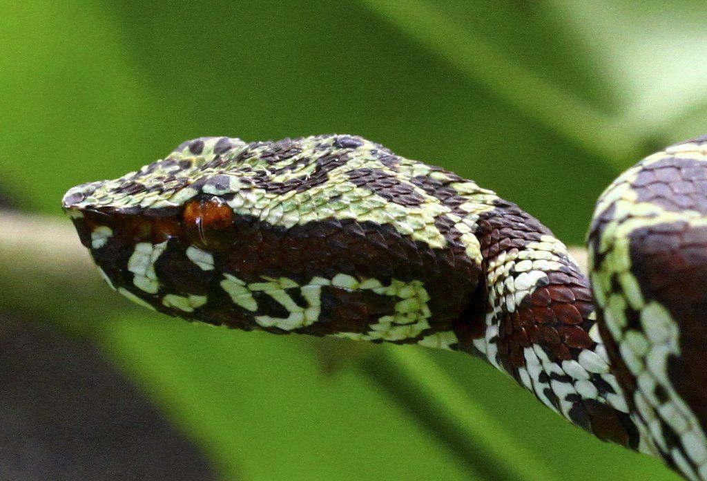 Eksemplar fra familien Viperidae.