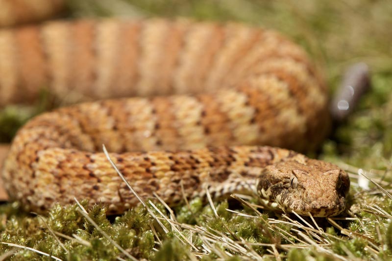 &Oslash;rkend&oslash;dsorm - Acanthophis pyrrhus