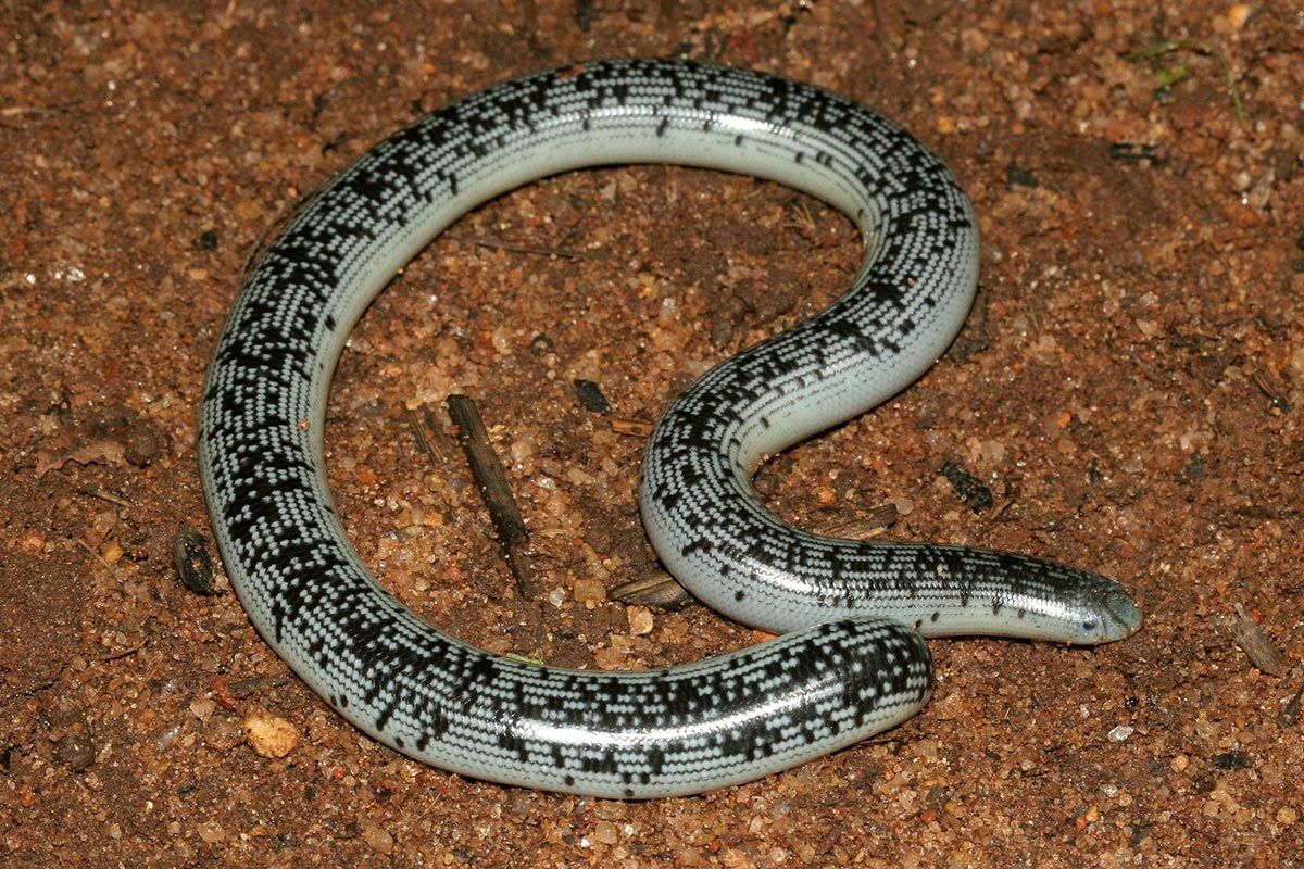Schlegels ormeslange - Afrotyphlops schlegelii schlegelii