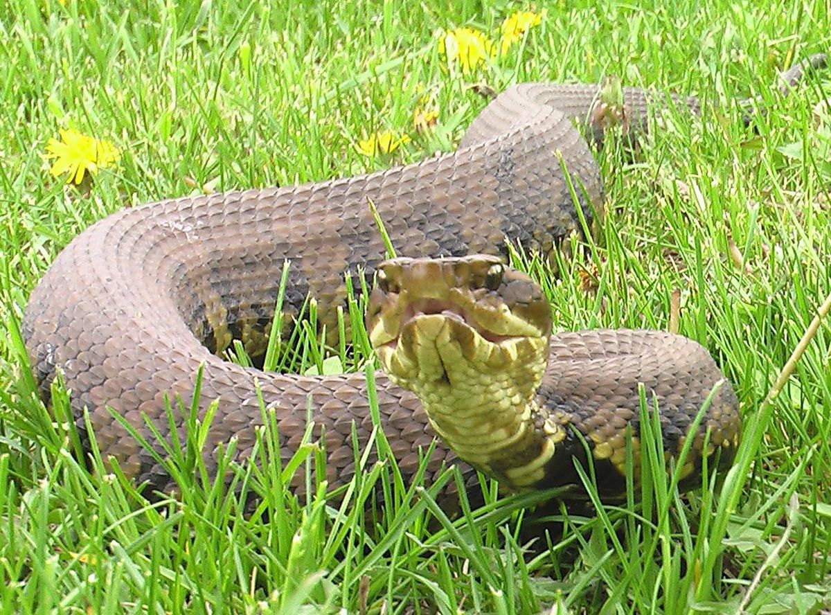 &Oslash;stlig vannmokasin - Agkistrodon piscivorus piscivorus