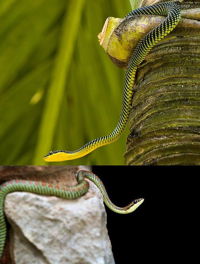 Praktsnok / Paradissnok / Paradisflygesnok - Chrysopelea paradisi