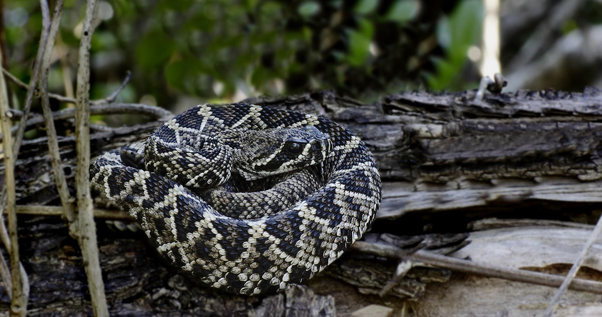 &Oslash;stlig diamantklapperslange - Crotalus adamanteus
