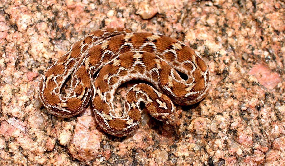 S&oslash;rlig Indisk sagskjellviper - Echis carinatus carinatus