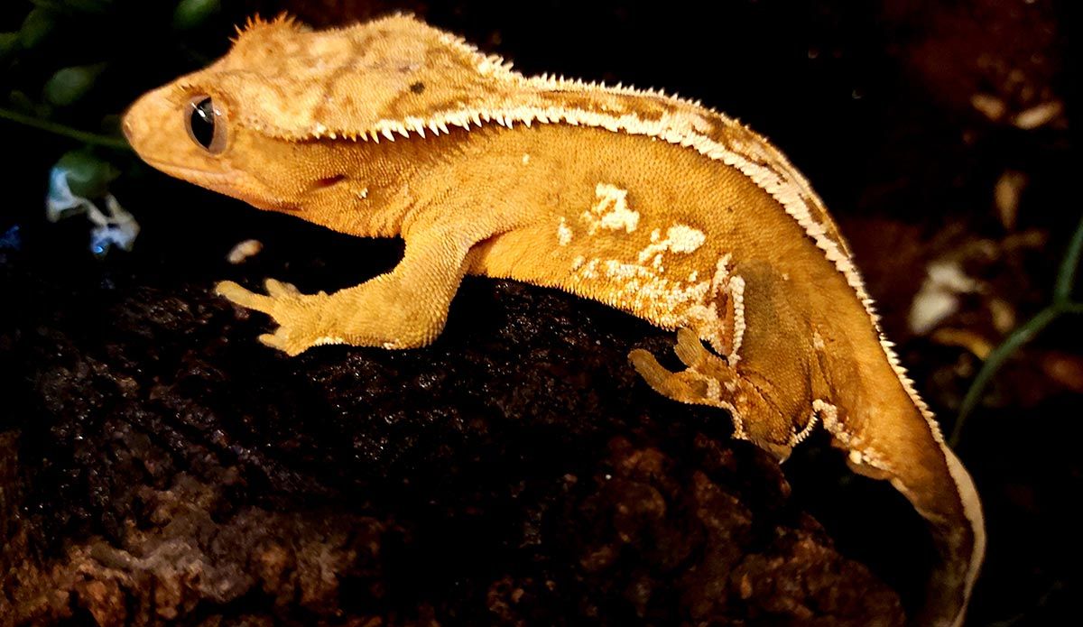 Kranset gekko