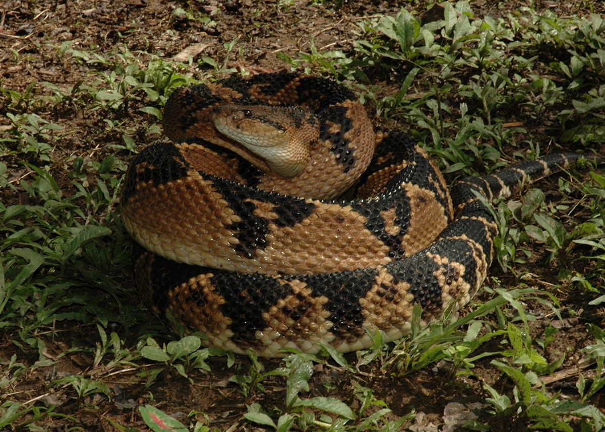 S&oslash;ramerikansk bushmaster - Lachesis muta