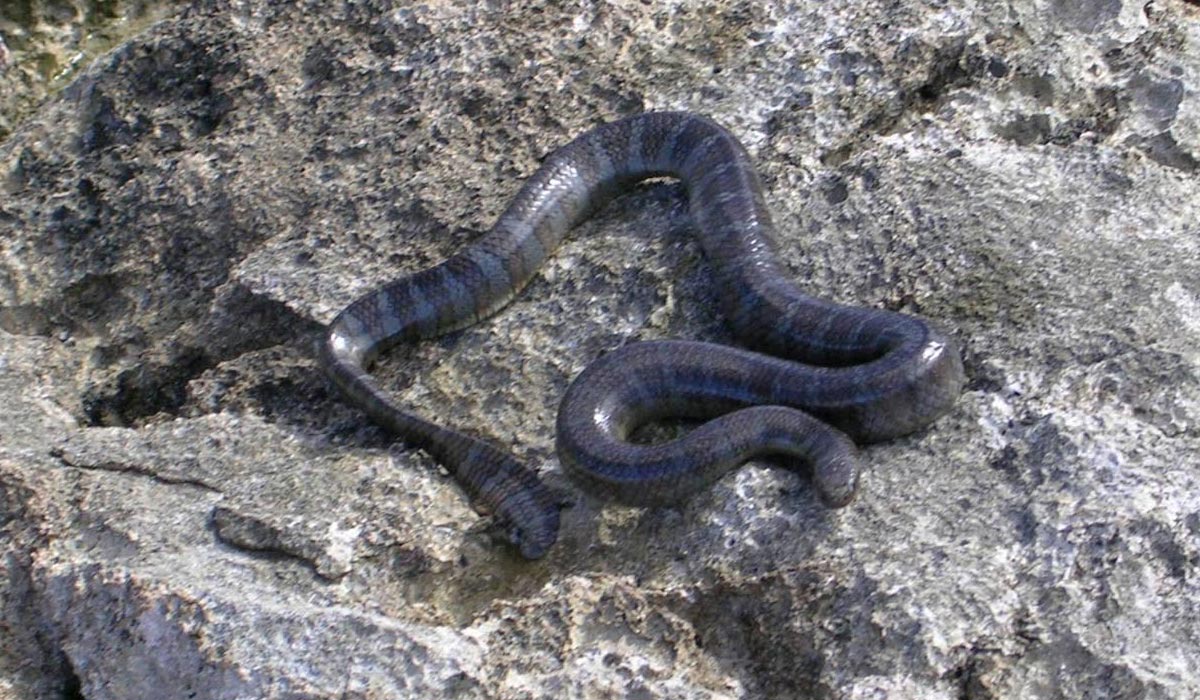 Svartb&aring;ndet havkrait - Laticauda semifasciata