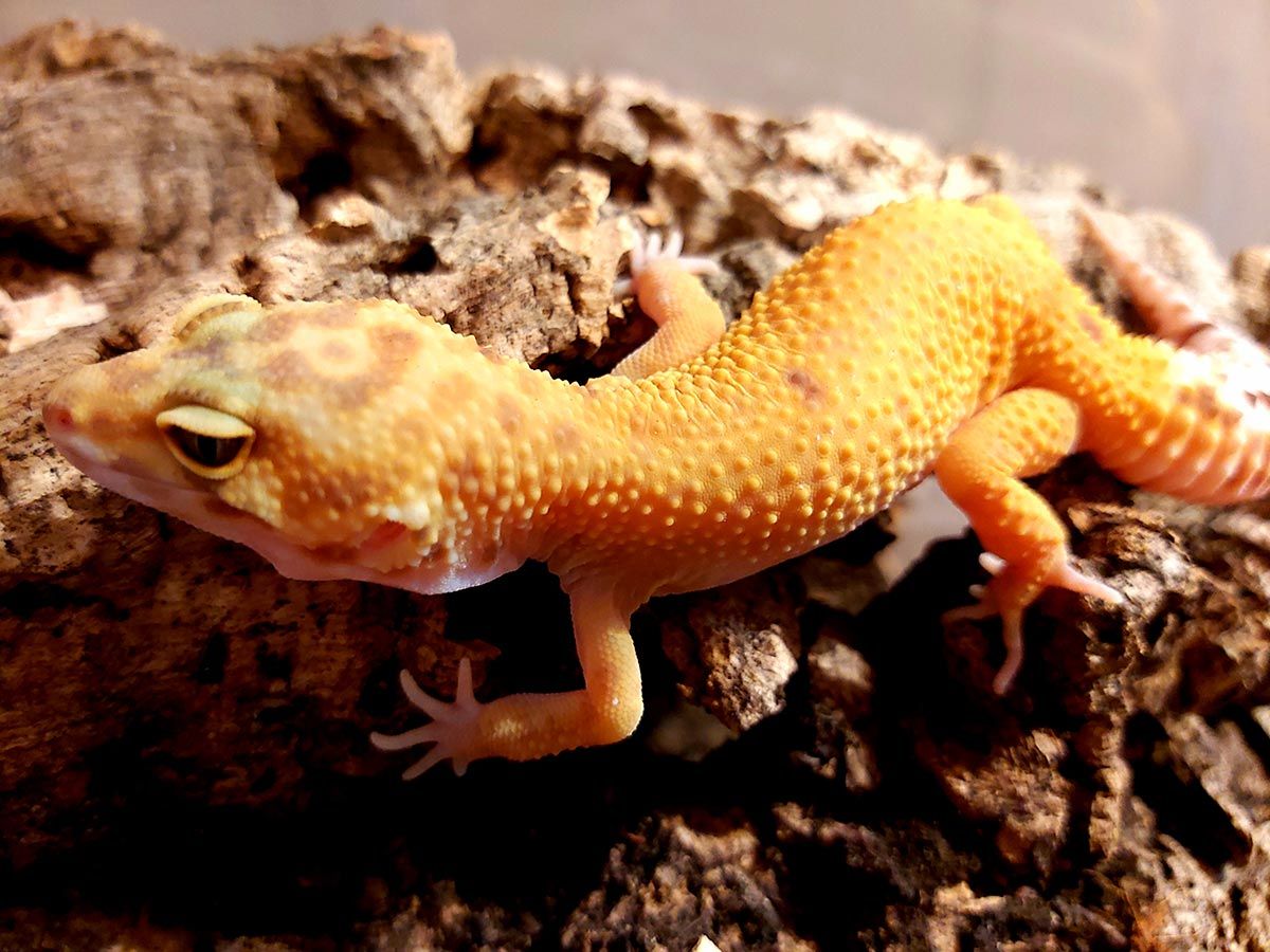 Leopardgekko