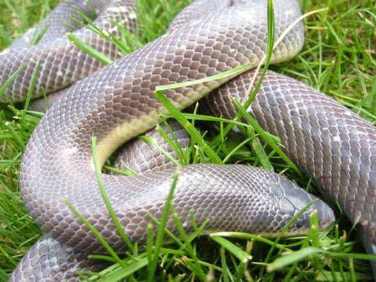 Spisshodepyton / Falsk meksikansk pyton - Loxocemus bicolor