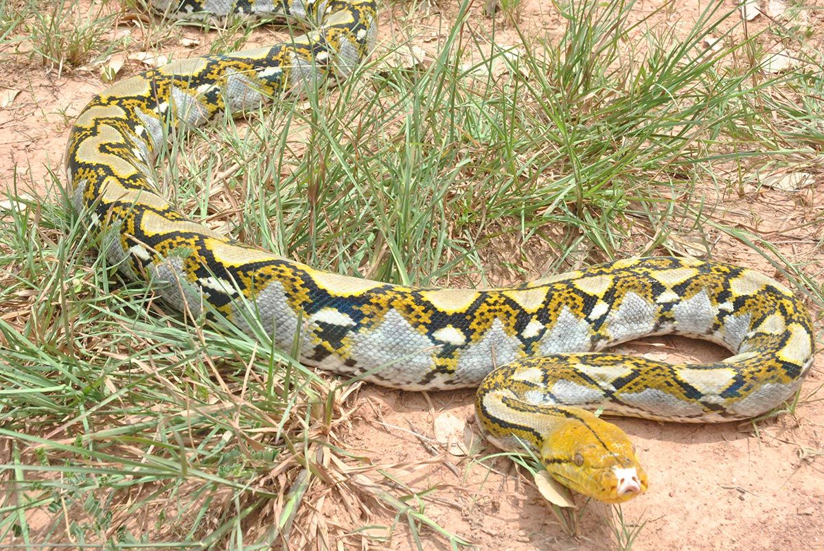 Nettpyton - Python reticulatus