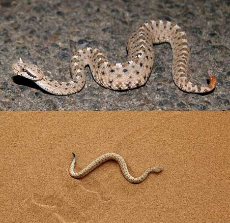 Mojave&oslash;rken-sideruller - Crotalus cerastes cerastes