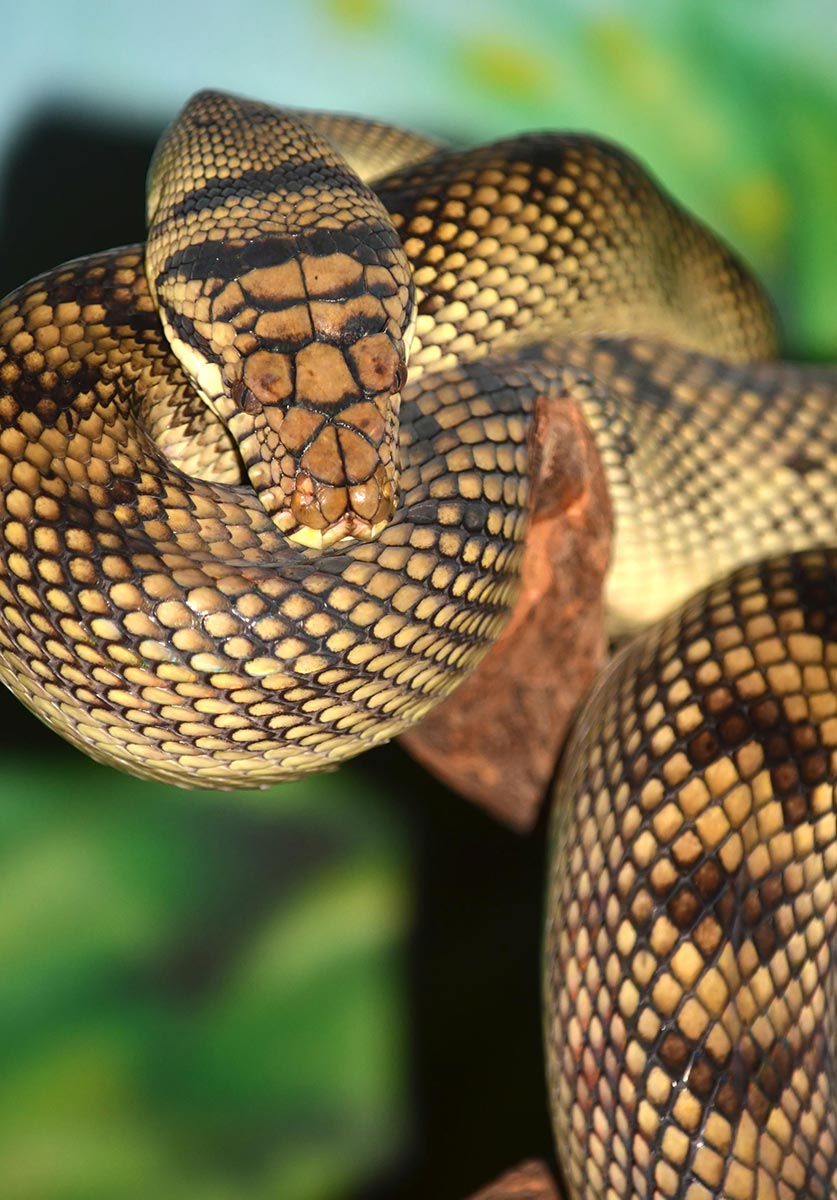 Ametystpyton - Simalia amethistina