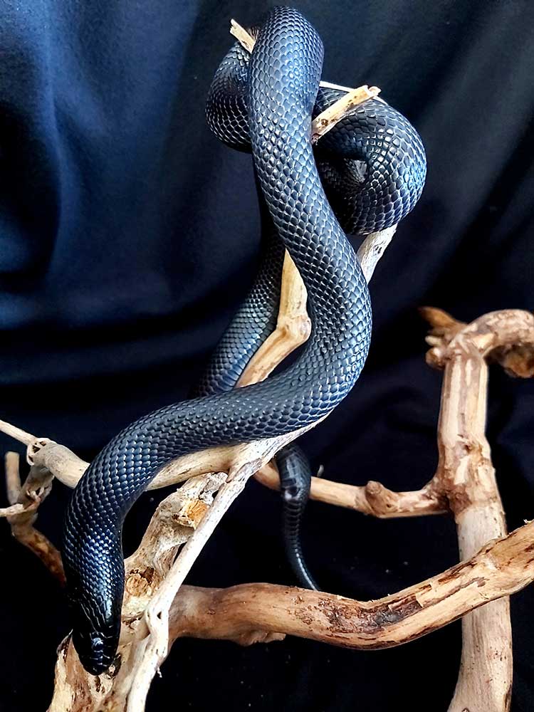 Meksikansk kongesnok - Lampropeltis getula nigrita 