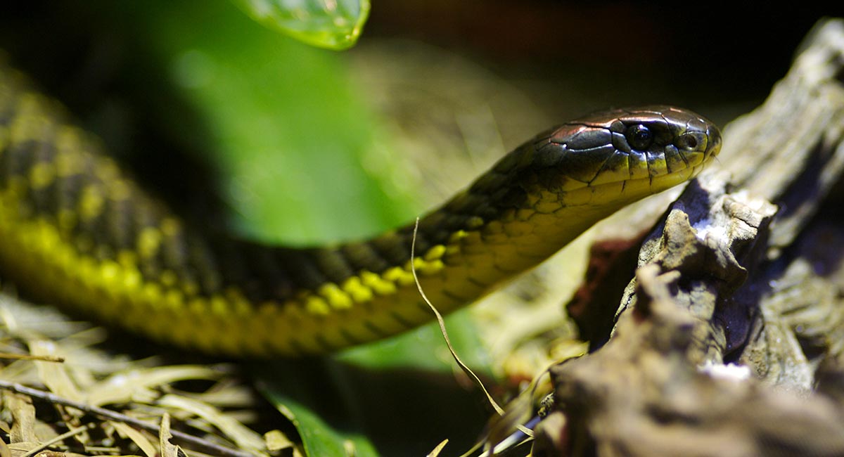Vestlig tigerslange - Notechis scutatus occidentalis