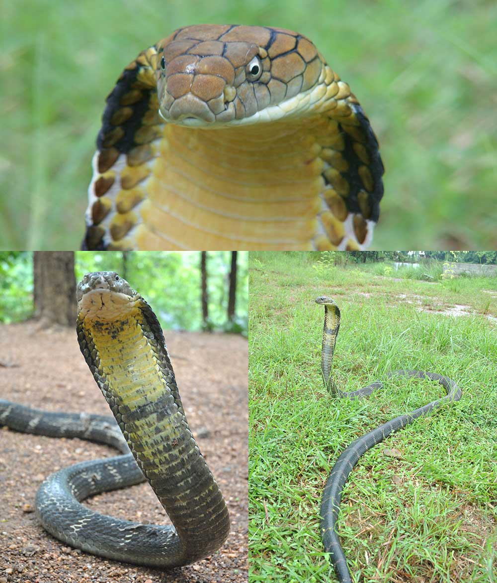 Kongekobra - Ophiophagus hannah