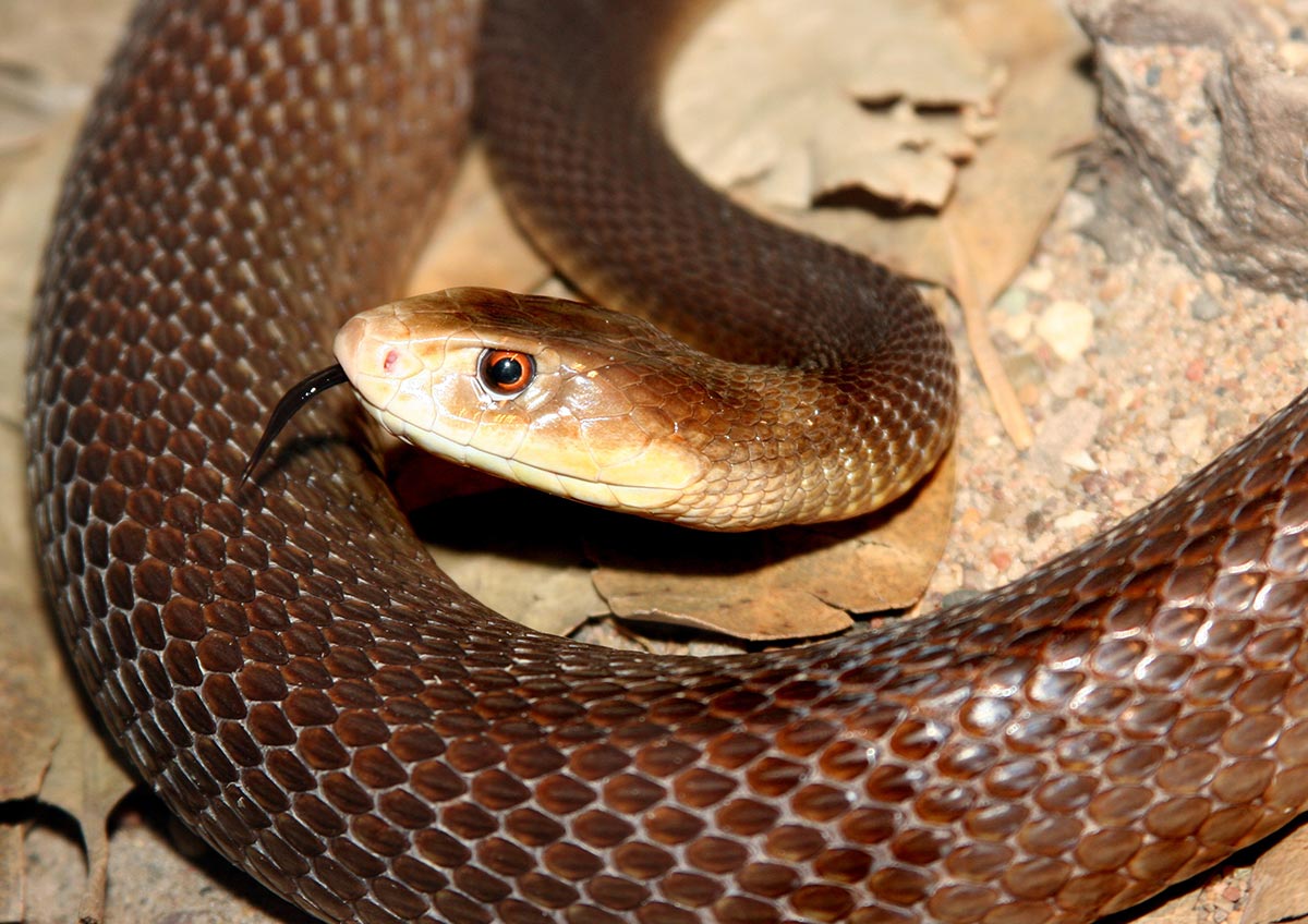 Kysttaipan - Oxyuranus scutellatus scutellatus 