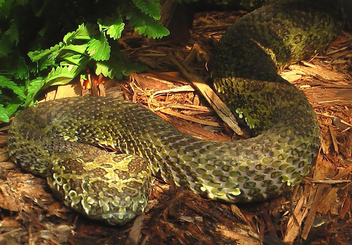 Mangshan gropeviper - Protobothrops mangshanensis