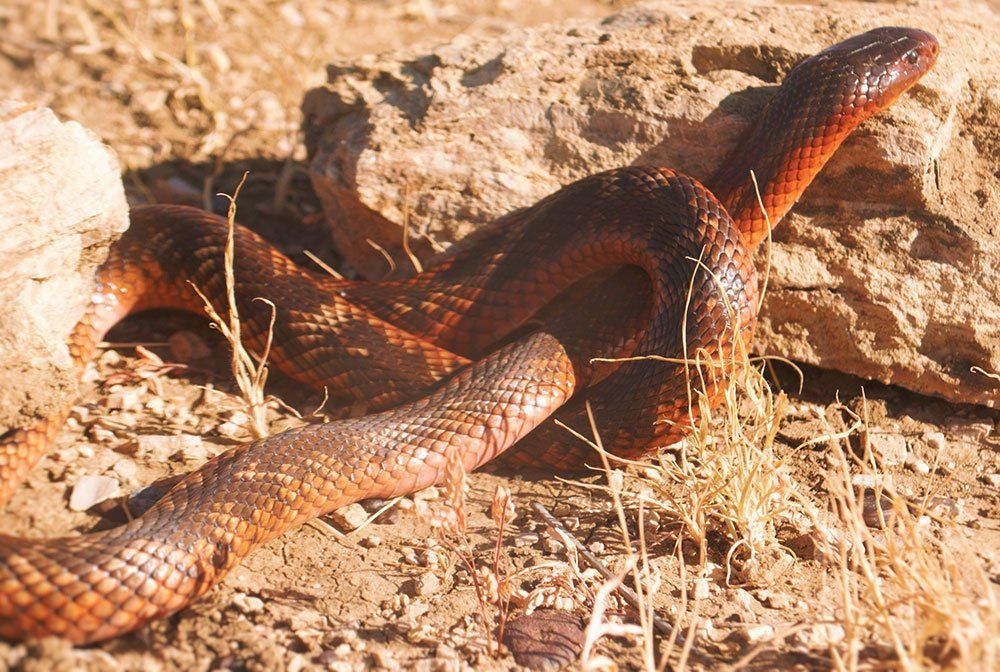 Colletts slange (Pseudechis colletti)