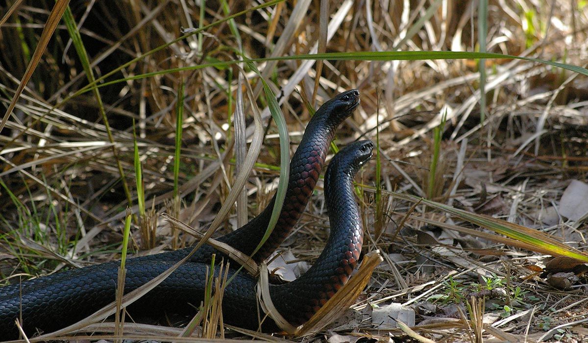R&oslash;dbuket svartslange - Pseudechis porphyriacus