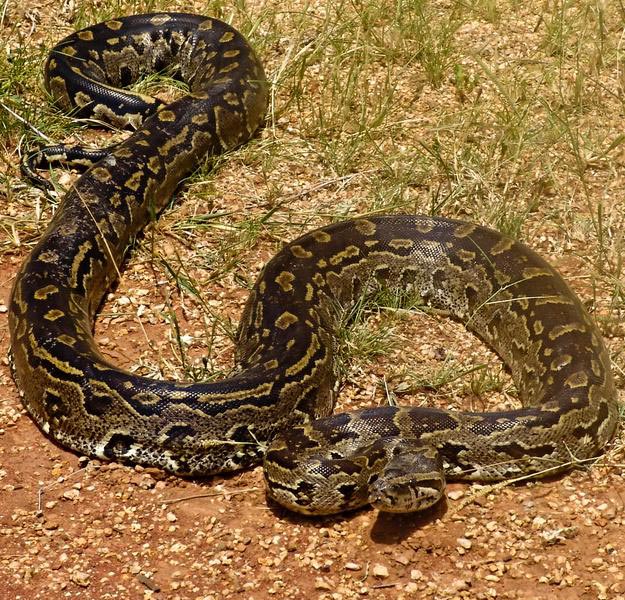 S&oslash;rlig afrikansk klippepyton - Python natalensis