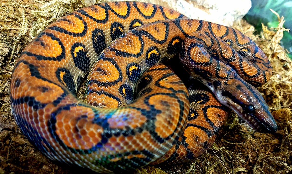 Regnbueboa
