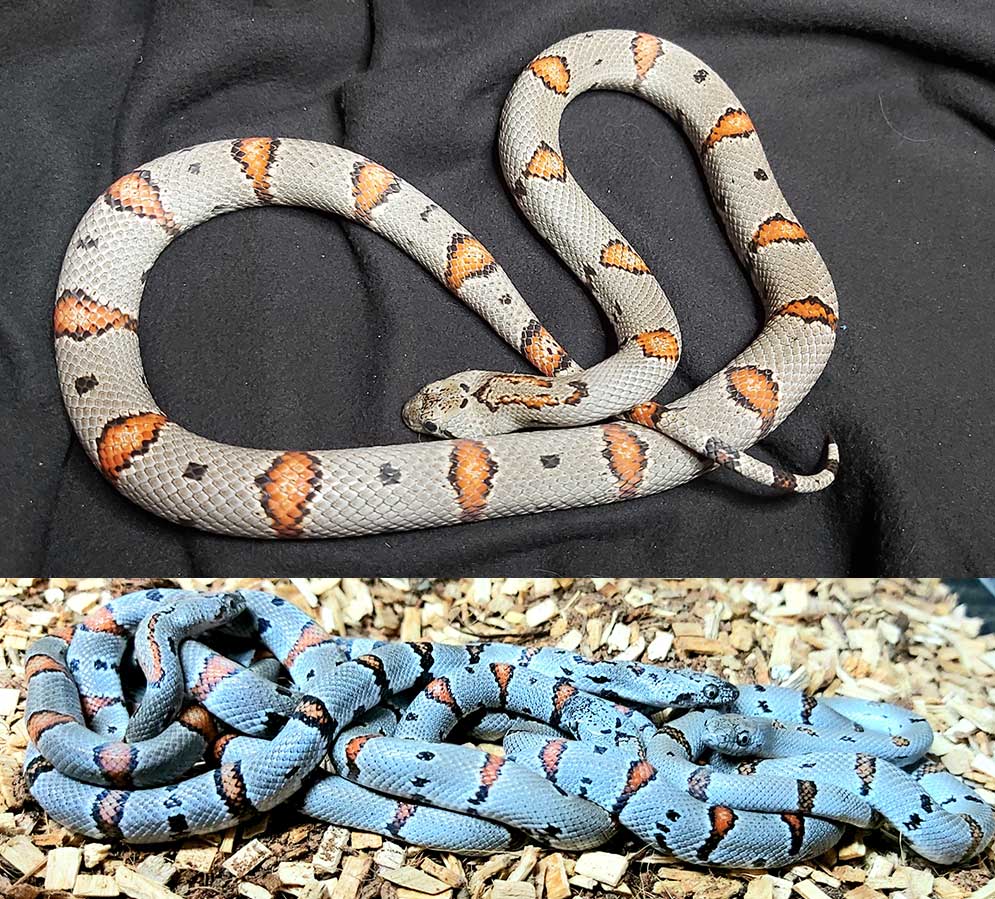 Gr&aring;b&aring;ndet kongesnok - Lampropeltis alterna
