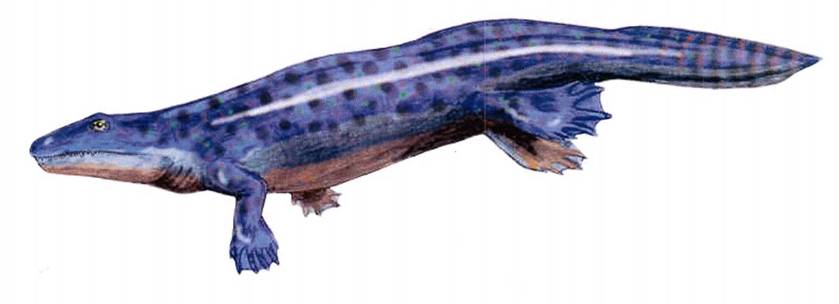 Ichtyostega
