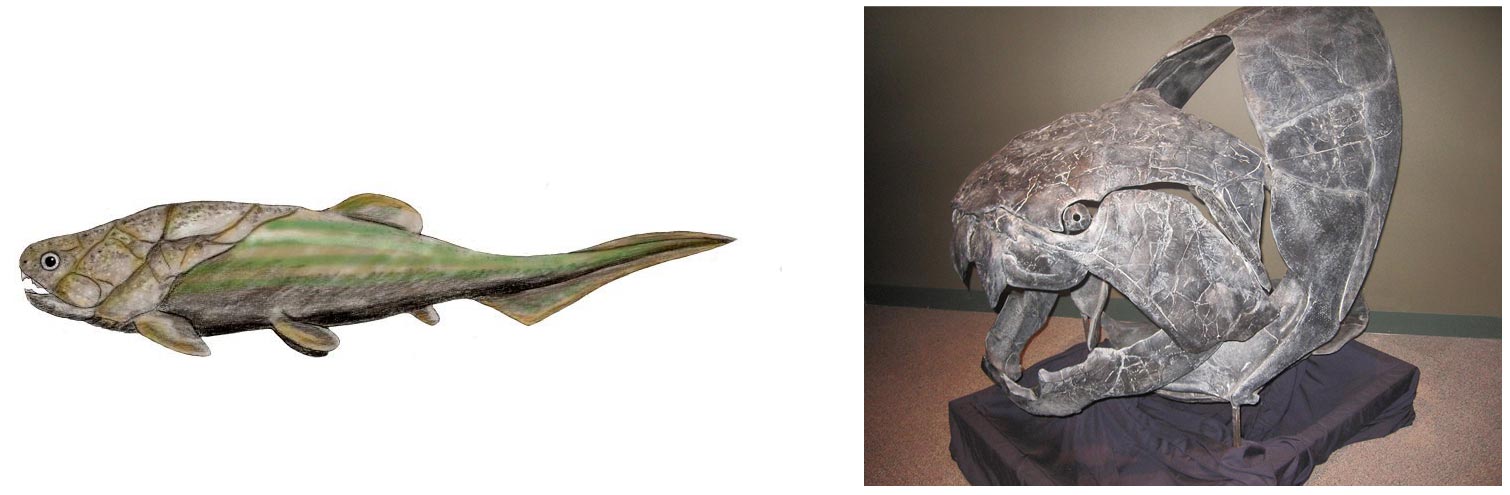 Coccosteus cuspidatus og Dunkleosteus