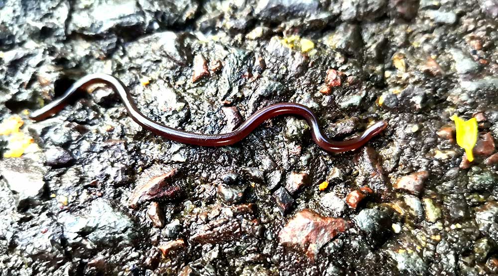 Eksemplar fra familien Typhlopidae