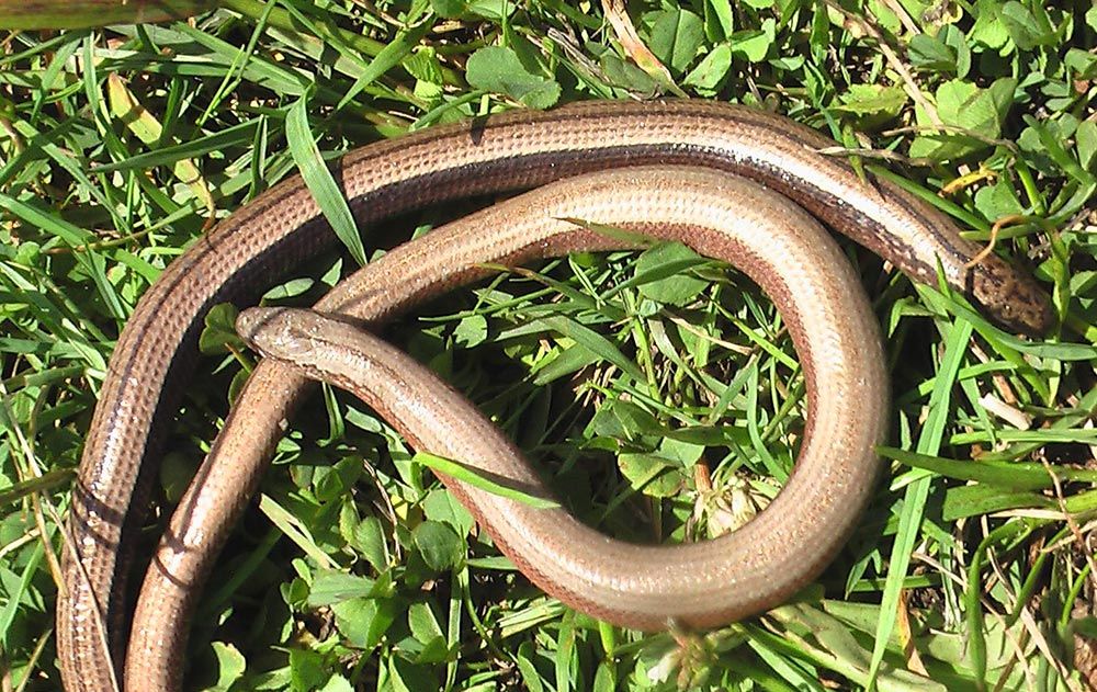 St&aring;lorm (Anguis fragilis)