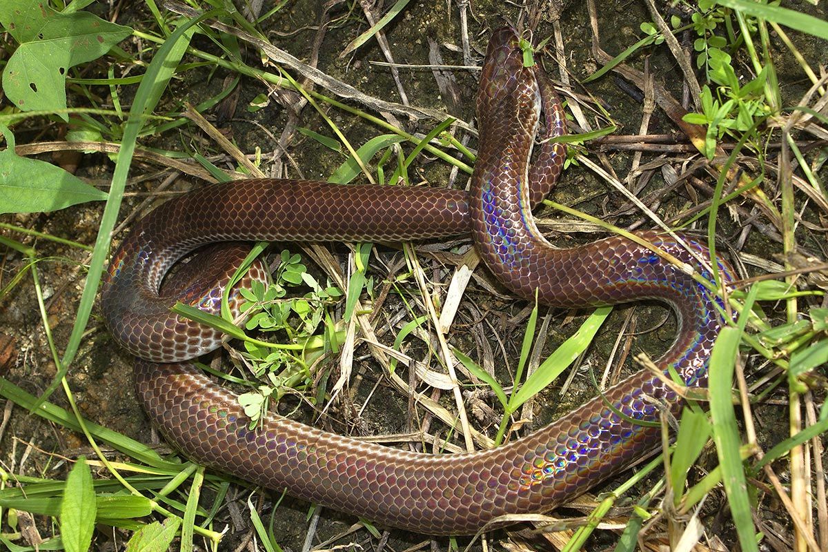 Mudderslange / Regnbueslange - Xenopeltis unicolor