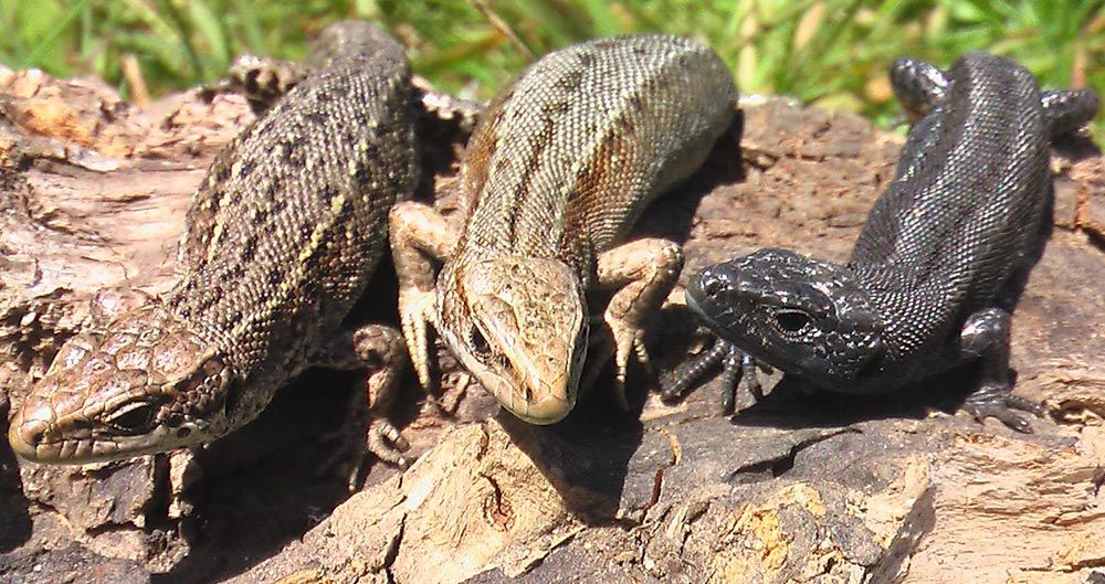 Firfisle / Nordfirfisle (Zooticus vivipara)