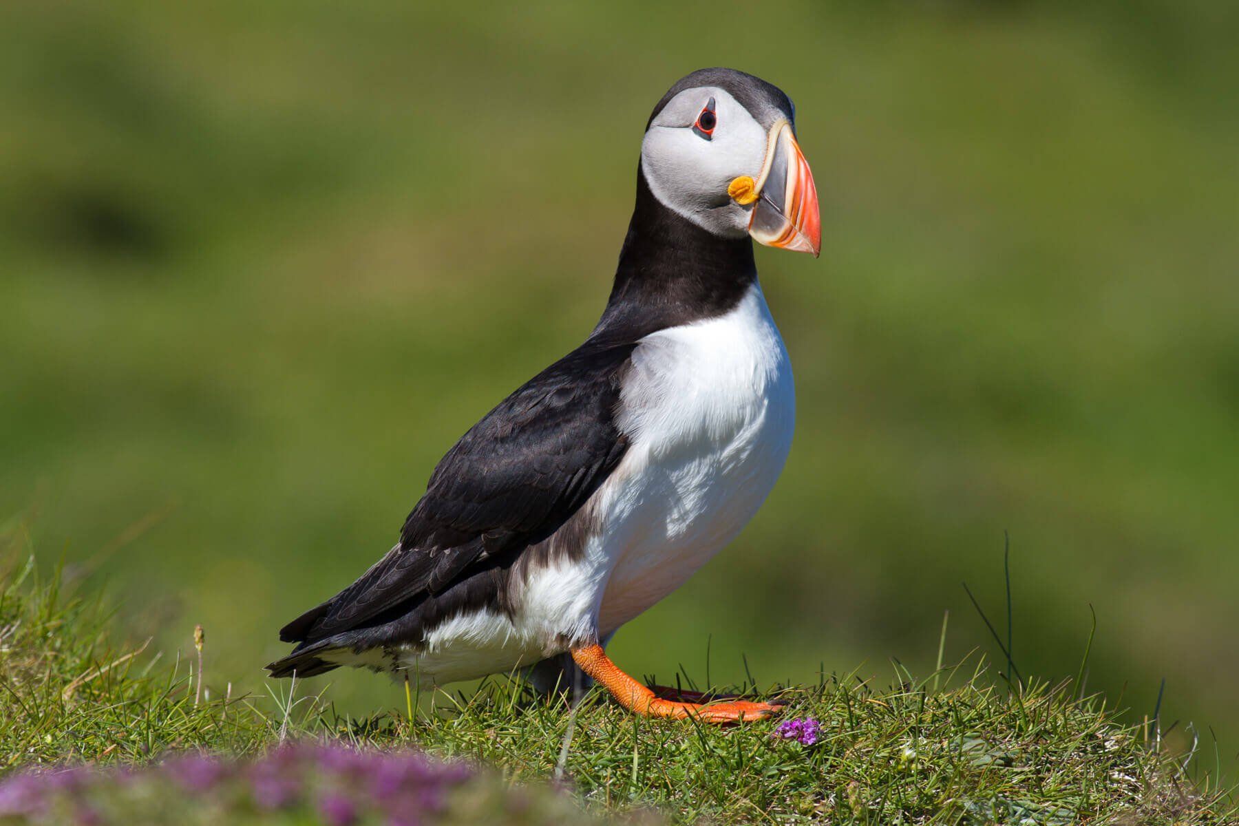 Puffin in Westman Islands