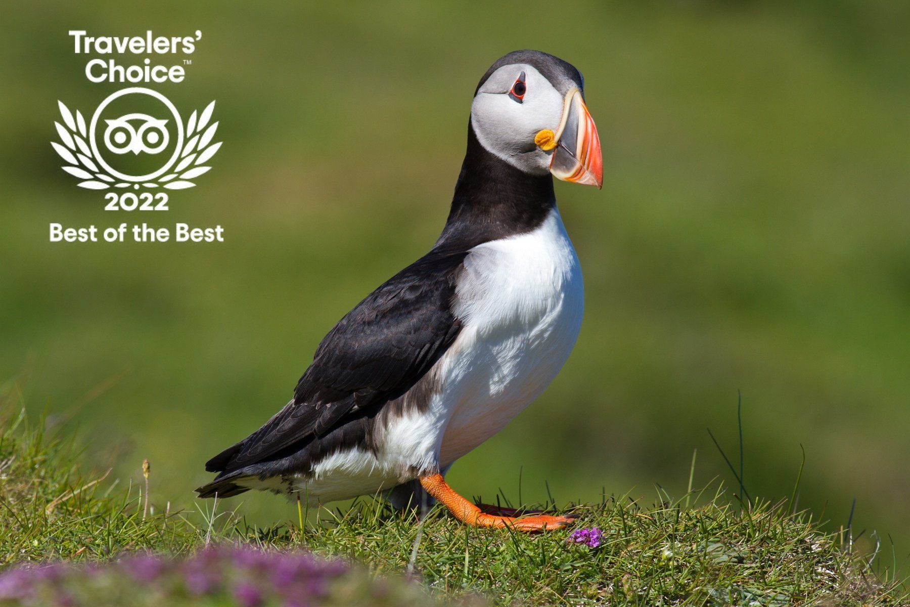 Puffin and Volcano Tour in Iceland - Visit Vestmannaeyjar