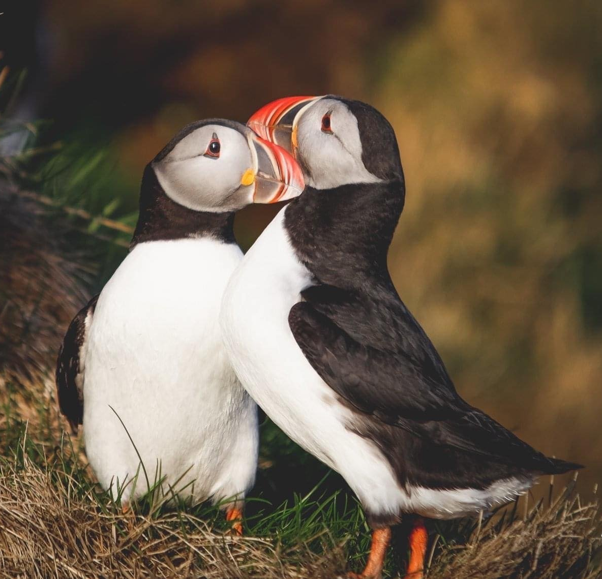 Puffins in Westman Islands