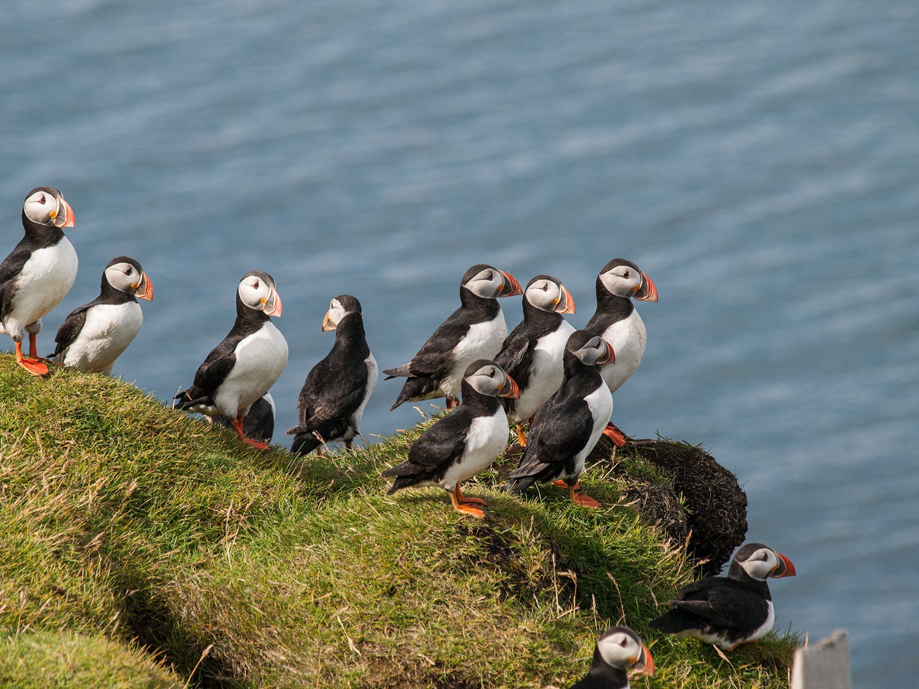 Puffin colony