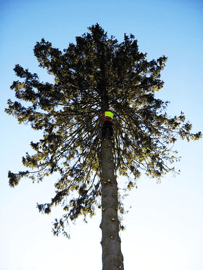 Stump Grinding - Kendal, Cumbria - Beaver Tree Surgeons - Tree Surgeons