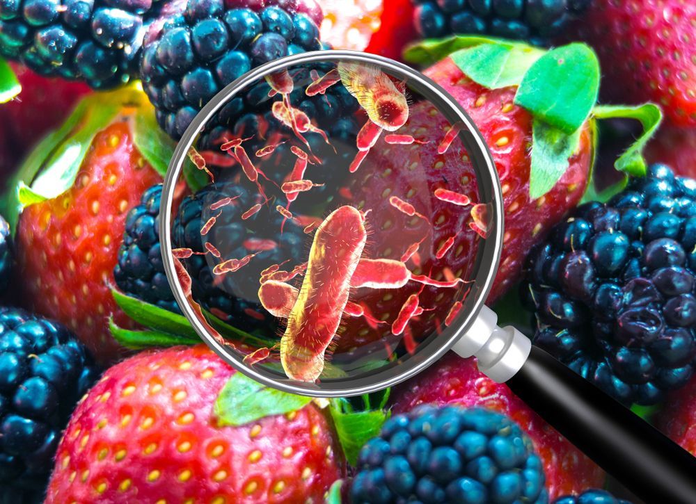 A magnifying glass shows bacteria on strawberries and blackberries