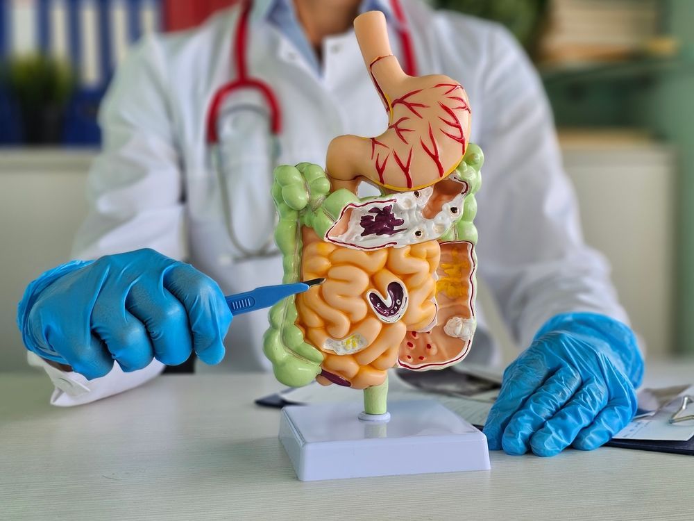 A doctor is examining a model of the digestive system.